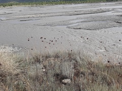 Allium atroviolaceum