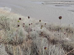 Allium atroviolaceum