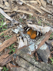 Aterica rabena
