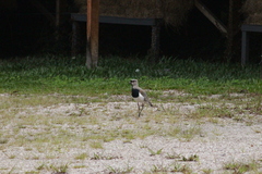 Vanellus chilensis
