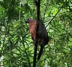 Chamaepetes goudotii