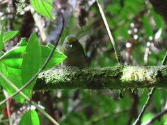 Euphonia xanthogaster