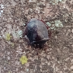 Antiteuchus