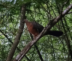 Chamaepetes goudotii