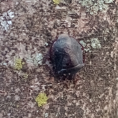 Antiteuchus