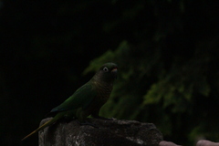 Pyrrhura frontalis