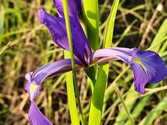 Iris notha