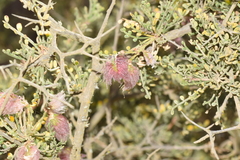 Adesmia confusa