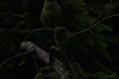 Pyrrhura frontalis