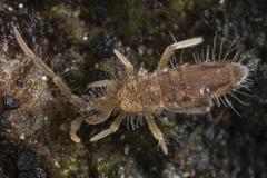 Entomobrya nivalis