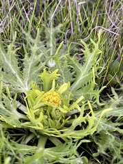 Sanicula arctopoides