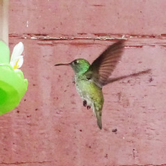 Chrysuronia versicolor