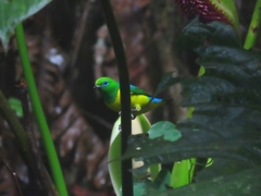 Chlorophonia cyanea