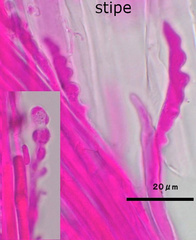 Mycena purpureofusca