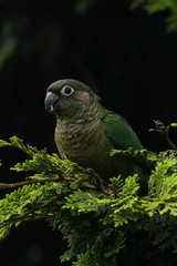 Pyrrhura frontalis