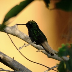 Chlorostilbon mellisugus