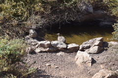 Nothoprocta perdicaria