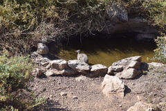 Nothoprocta perdicaria