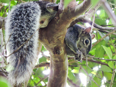 Sciurus colliaei