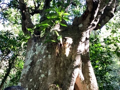 Elaeocarpus serratus