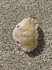 Ovalipes australiensis