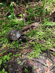 Chelonoidis carbonarius
