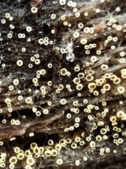Arachnopeziza trabinelloides