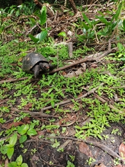 Chelonoidis carbonarius