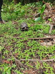 Chelonoidis carbonarius