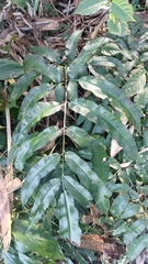 Coniogramme fraxinea