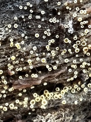 Arachnopeziza trabinelloides