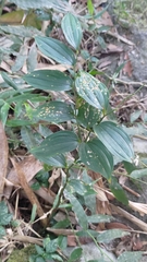 Disporum kawakamii