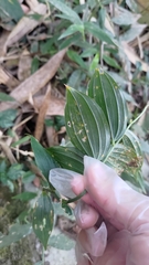 Disporum kawakamii