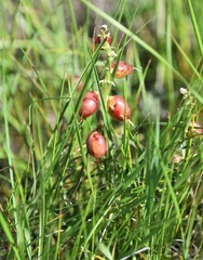 Astragalus pectinatus