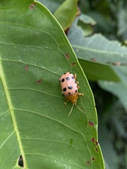 Podontia quatuordecimpunctata