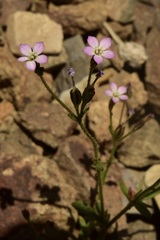 Gilia crassifolia