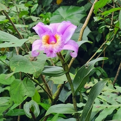 Sobralia warszewiczii