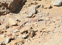 Callopistes maculatus