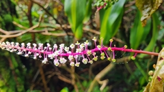 Phytolacca rivinoides