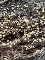 Arachnopeziza trabinelloides