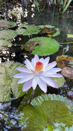 Nymphaea × rosea