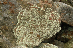 Arctoparmelia centrifuga