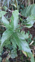 Tectaria polymorpha
