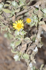 Haplopappus foliosus