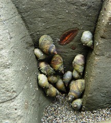 Echinolittorina aspera