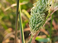 Phalaris aquatica