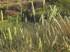 Phalaris aquatica