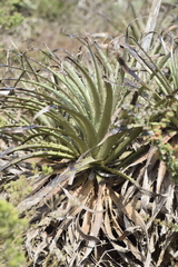 Puya chilensis