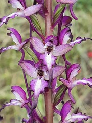 Himantoglossum formosum