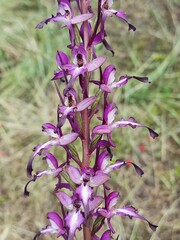 Himantoglossum formosum